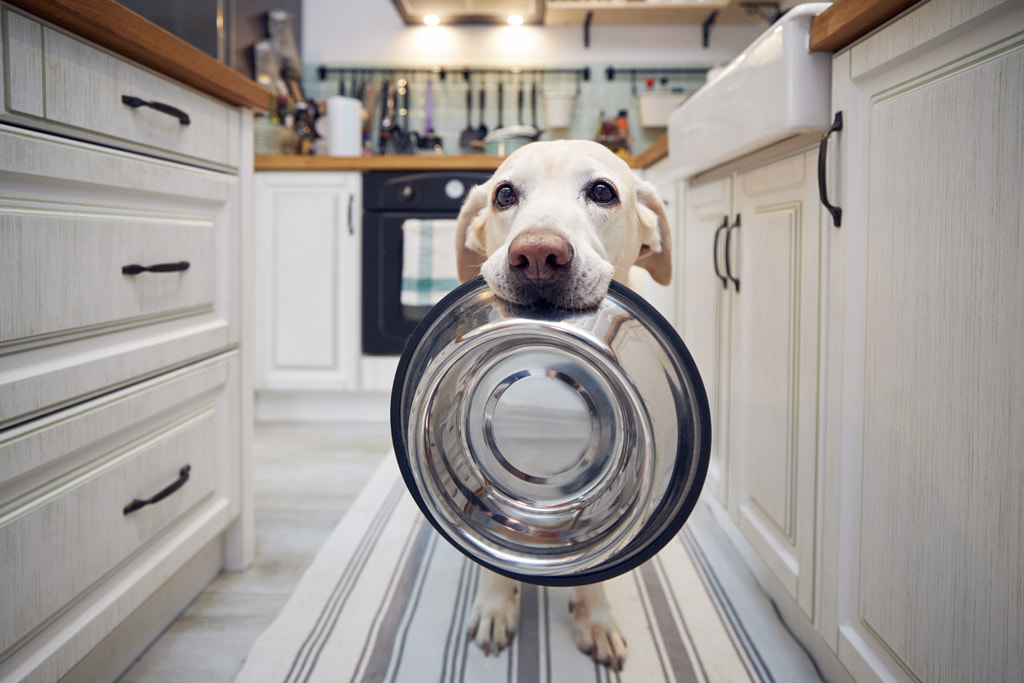 Hungry dog holding bowl and waiting for feeding by Jaromír Chalabala on 500px.com