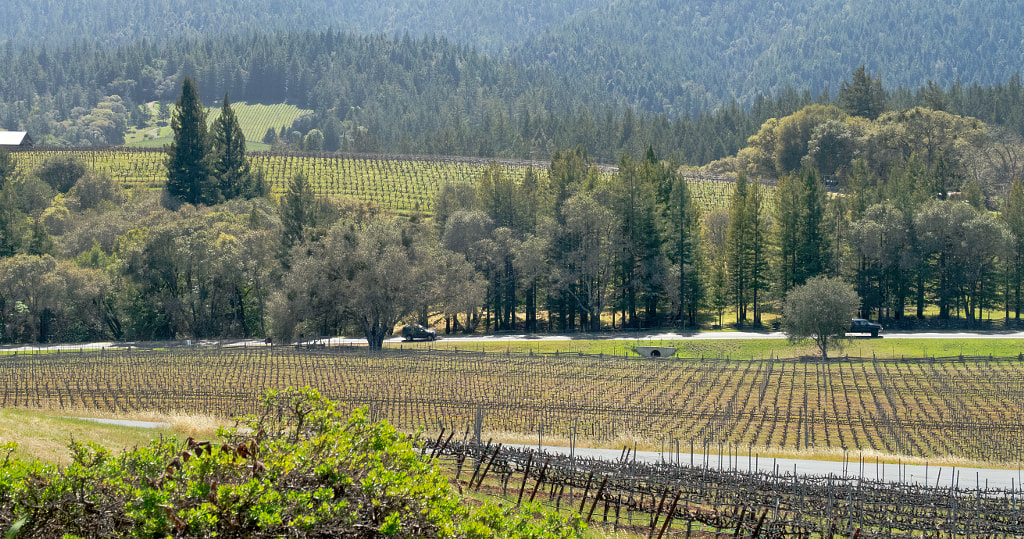 Wine Country by Janie Matrisciano on 500px.com