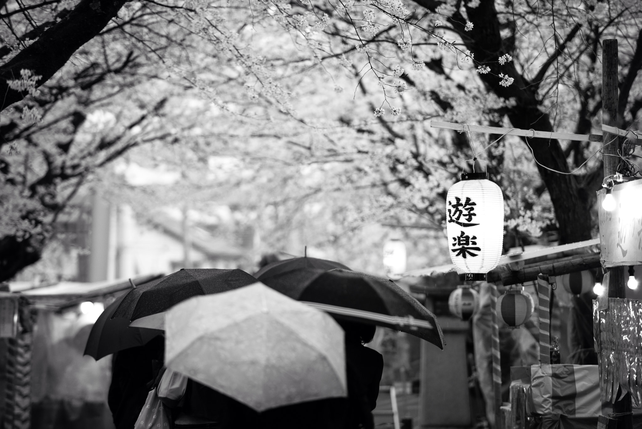 遊樂•桜花祭•雨 / cherry blossom festival in rain