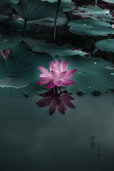 国家植物园-40-睡莲by 竹林居士| 500px