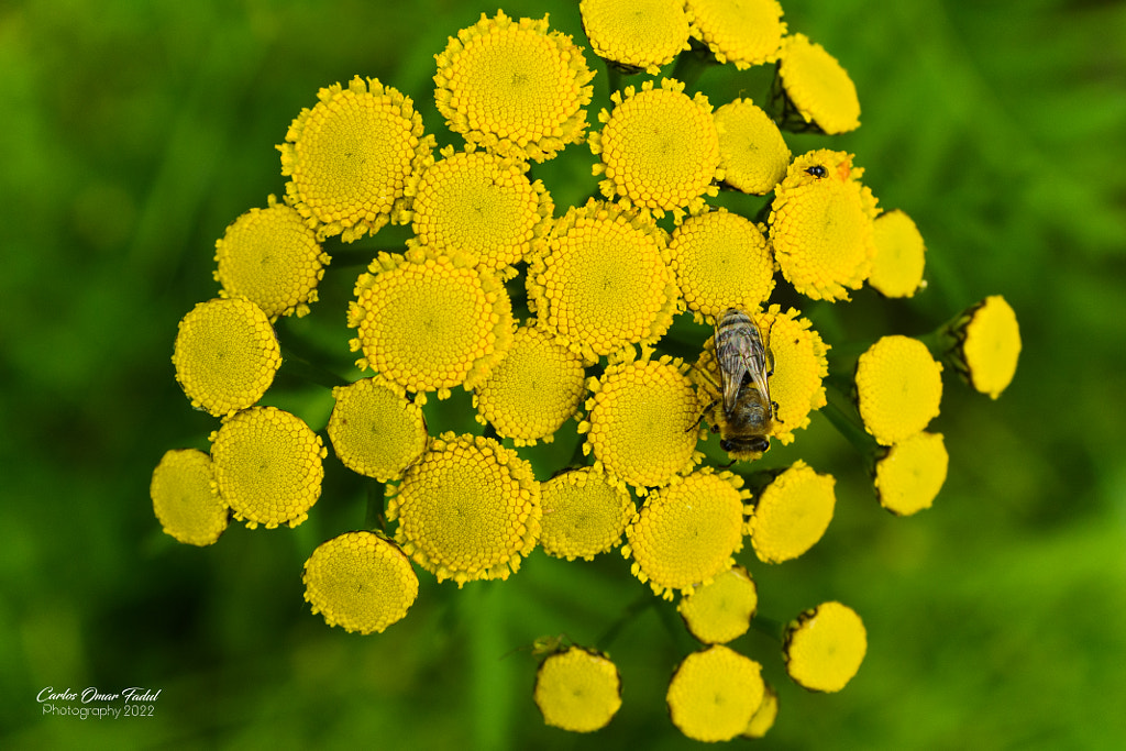 The yellow flowers and the bugs by Carlos Omar / 500px
