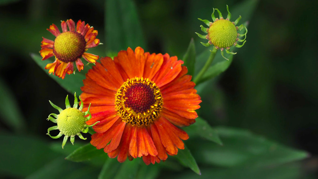 Helenium by Ryszard Nowak / 500px