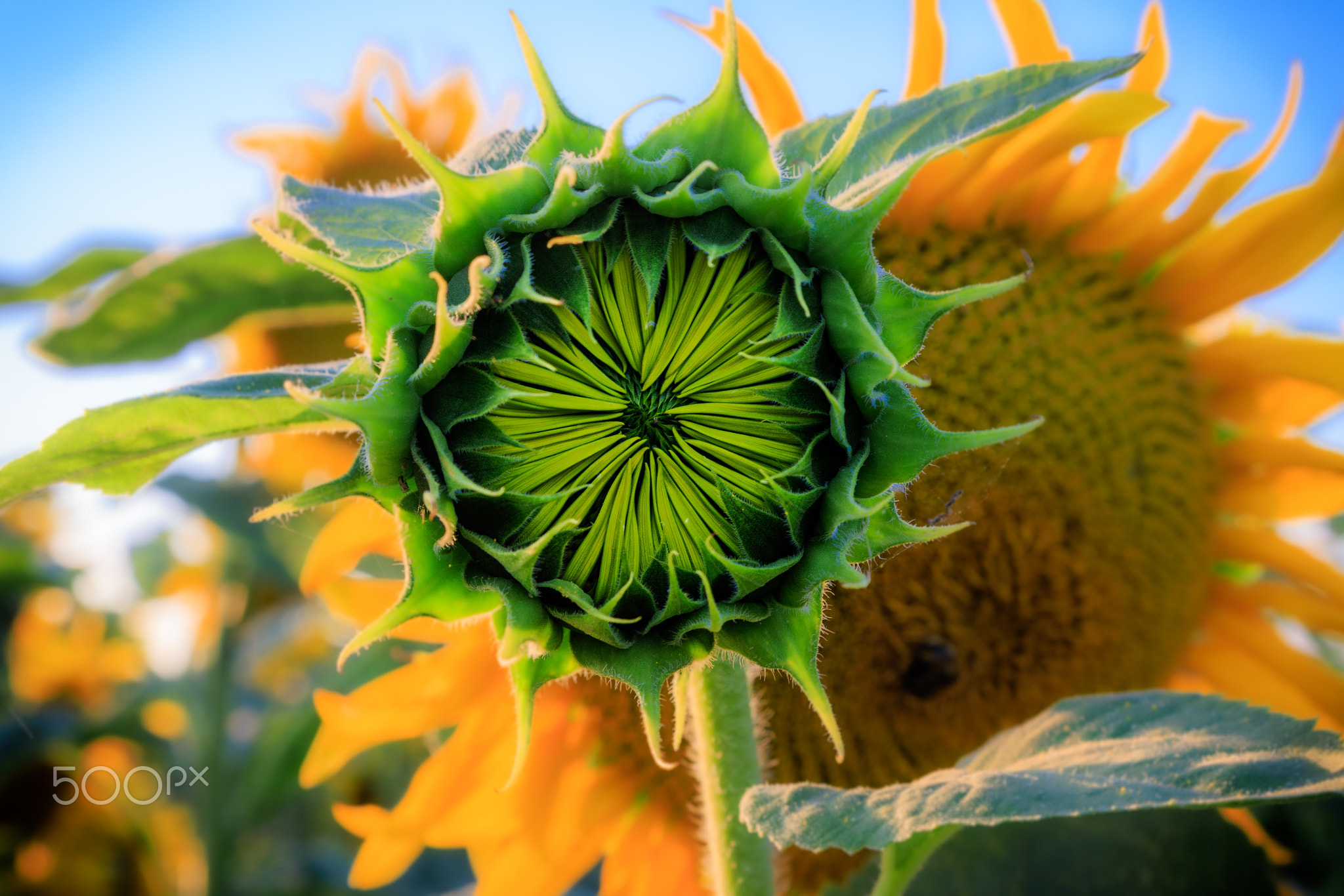 Sunflower bud