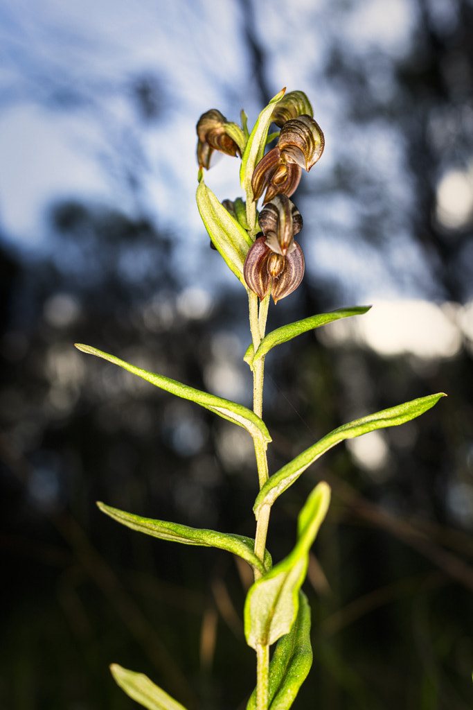 Cupped Banded Greenhood by Paul Amyes on 500px.com