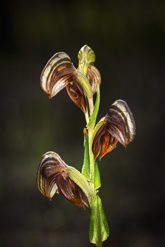 Cupped Banded Greenhood by Paul Amyes on 500px.com