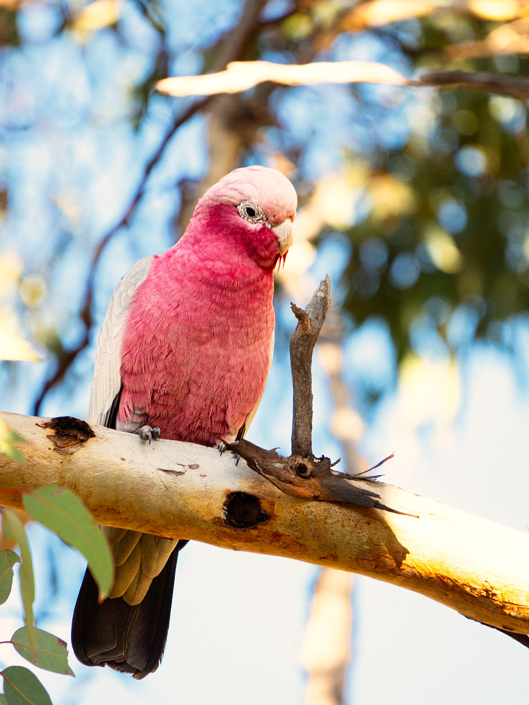 Djakal-ngakal by Paul Amyes on 500px.com