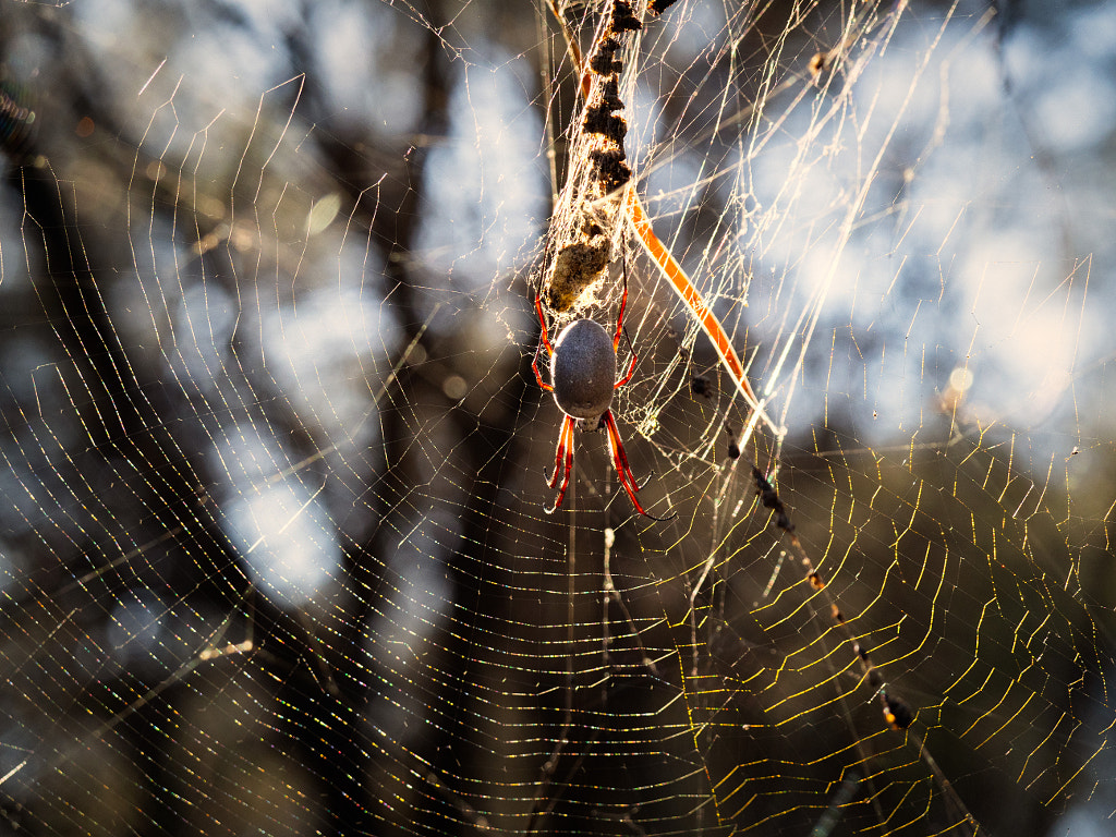 Golden Orb Weaving Spider by Paul Amyes on 500px.com