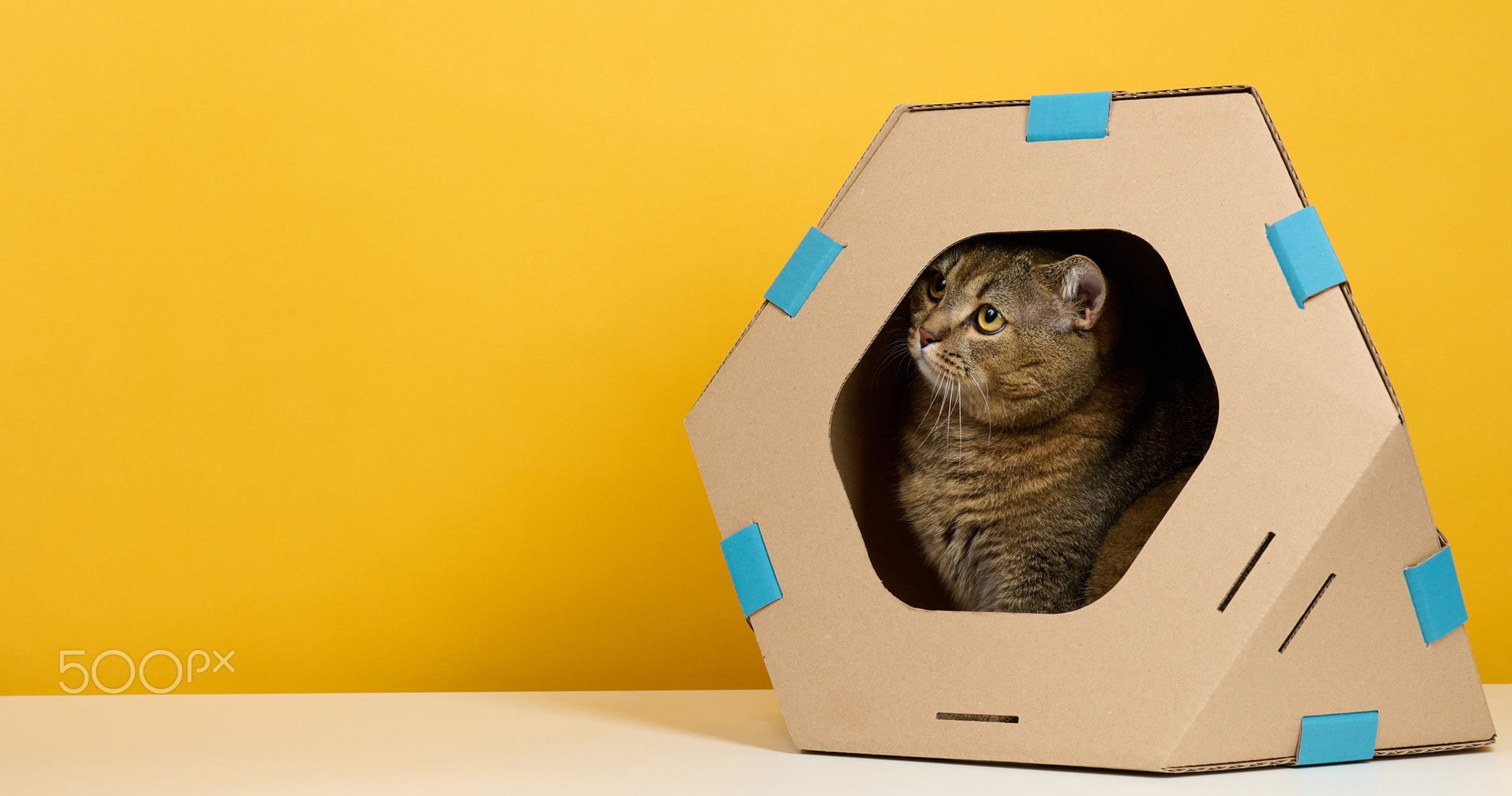 An adult straight-eared Scottish cat sits in a brown cardboard house for games and recreation