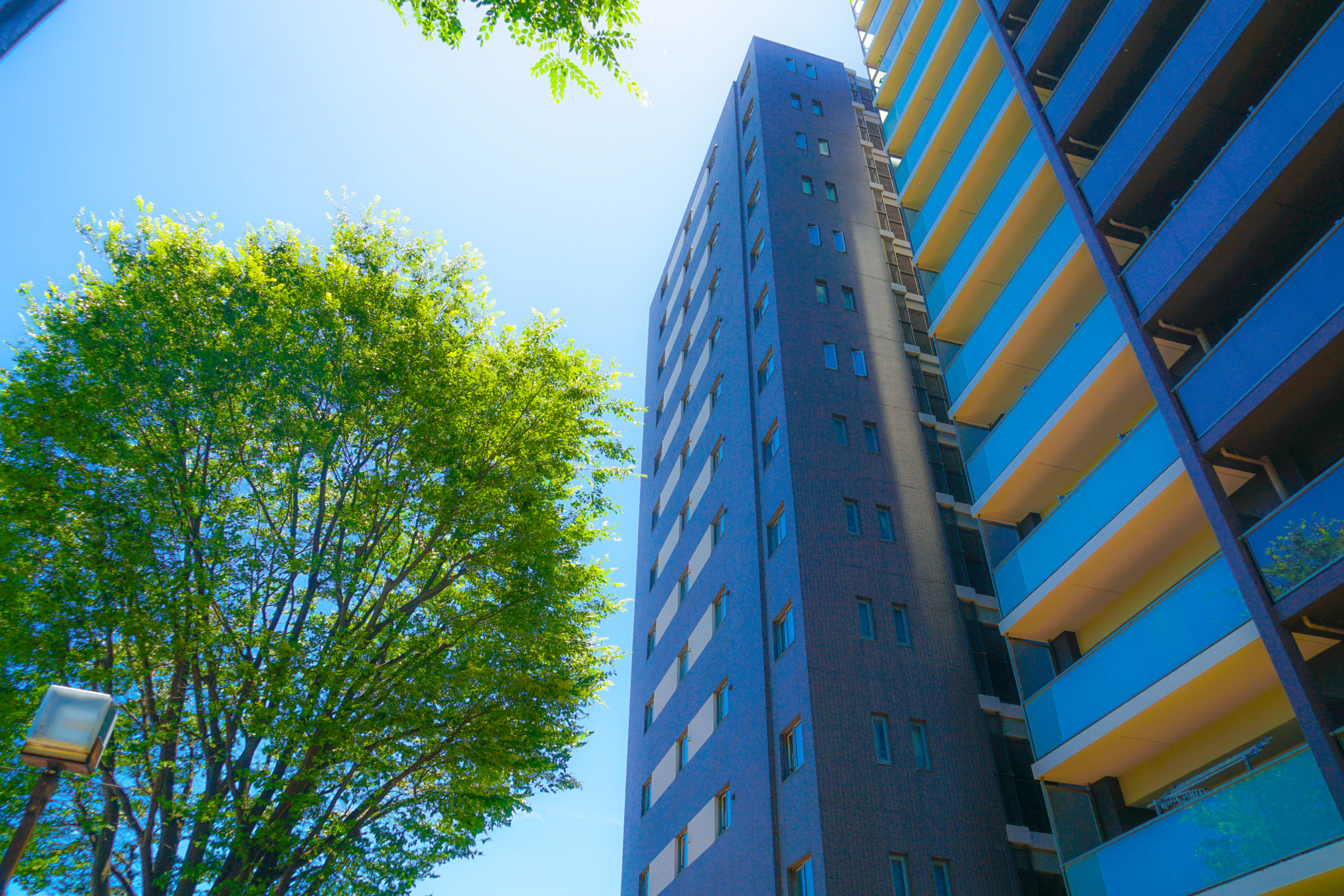 Quarter of the early summer of Tama Center