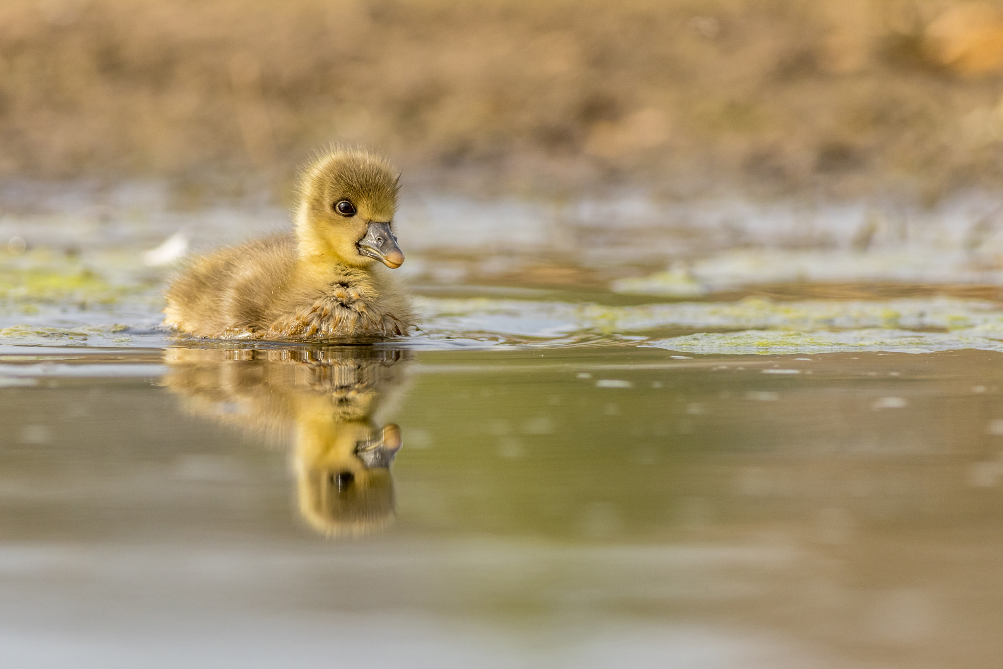 Greylag goose Chick