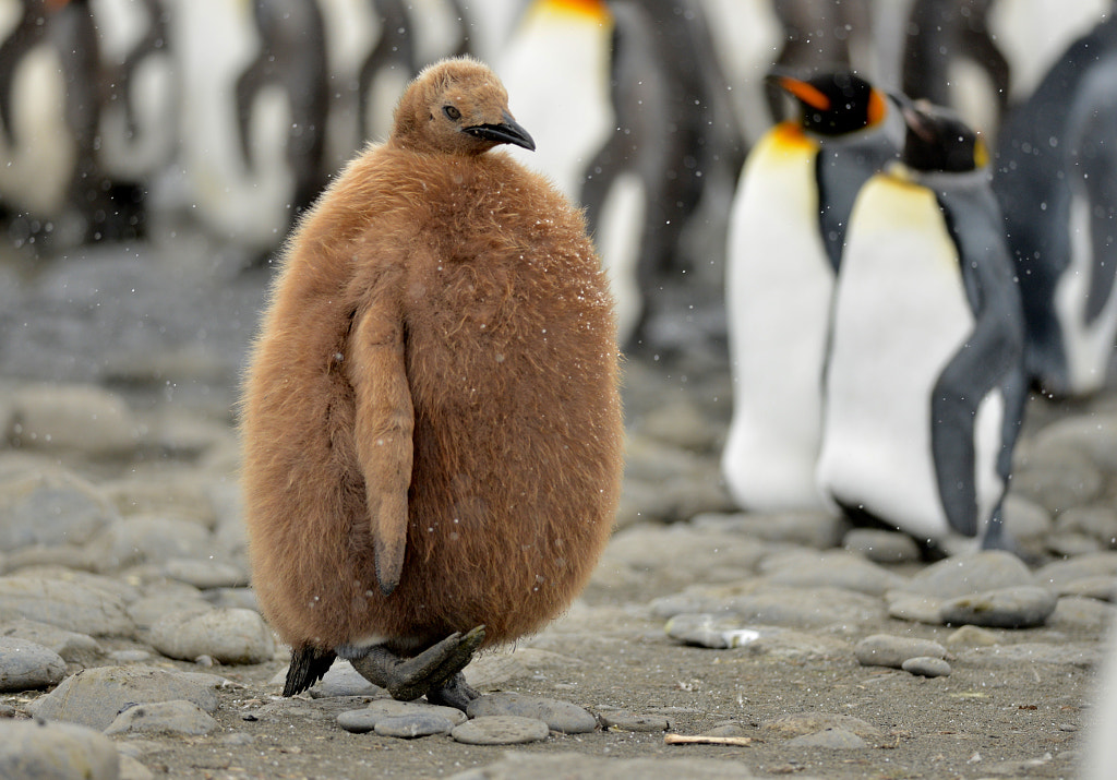 Healthy chick by Marco Favero on 500px.com