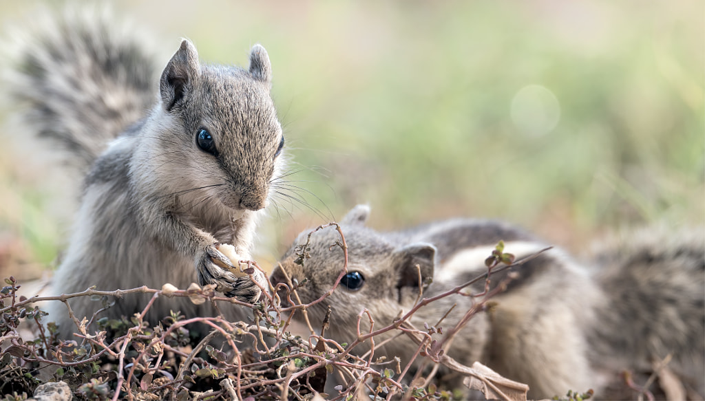 Squirrels facts Cute Animal Facts That Will Blow Your Mind by alimirpur on 500px.com