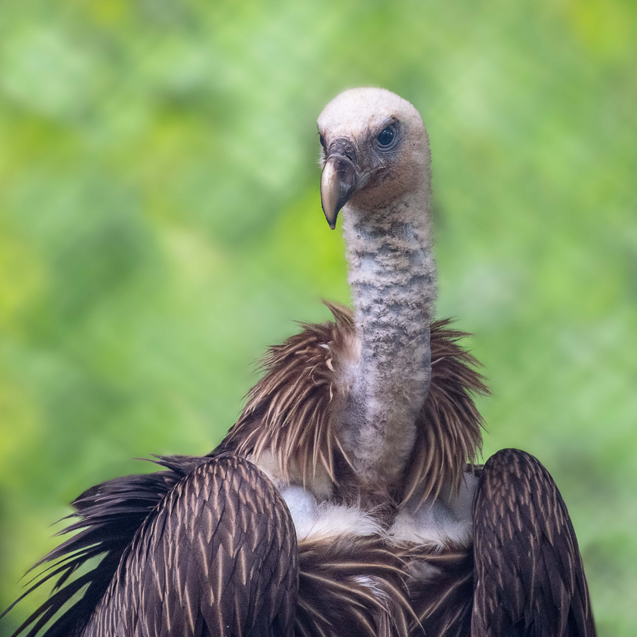 Himalayan Griffon Vulture !!!!!