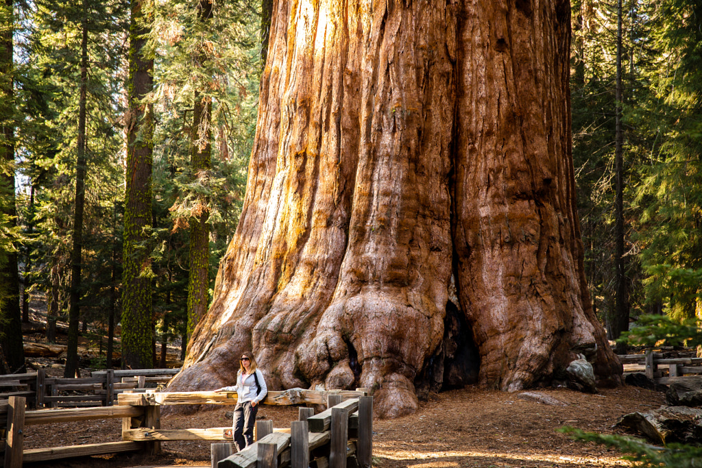 the-largest-tree-in-the-world-by-rex-chang-500px