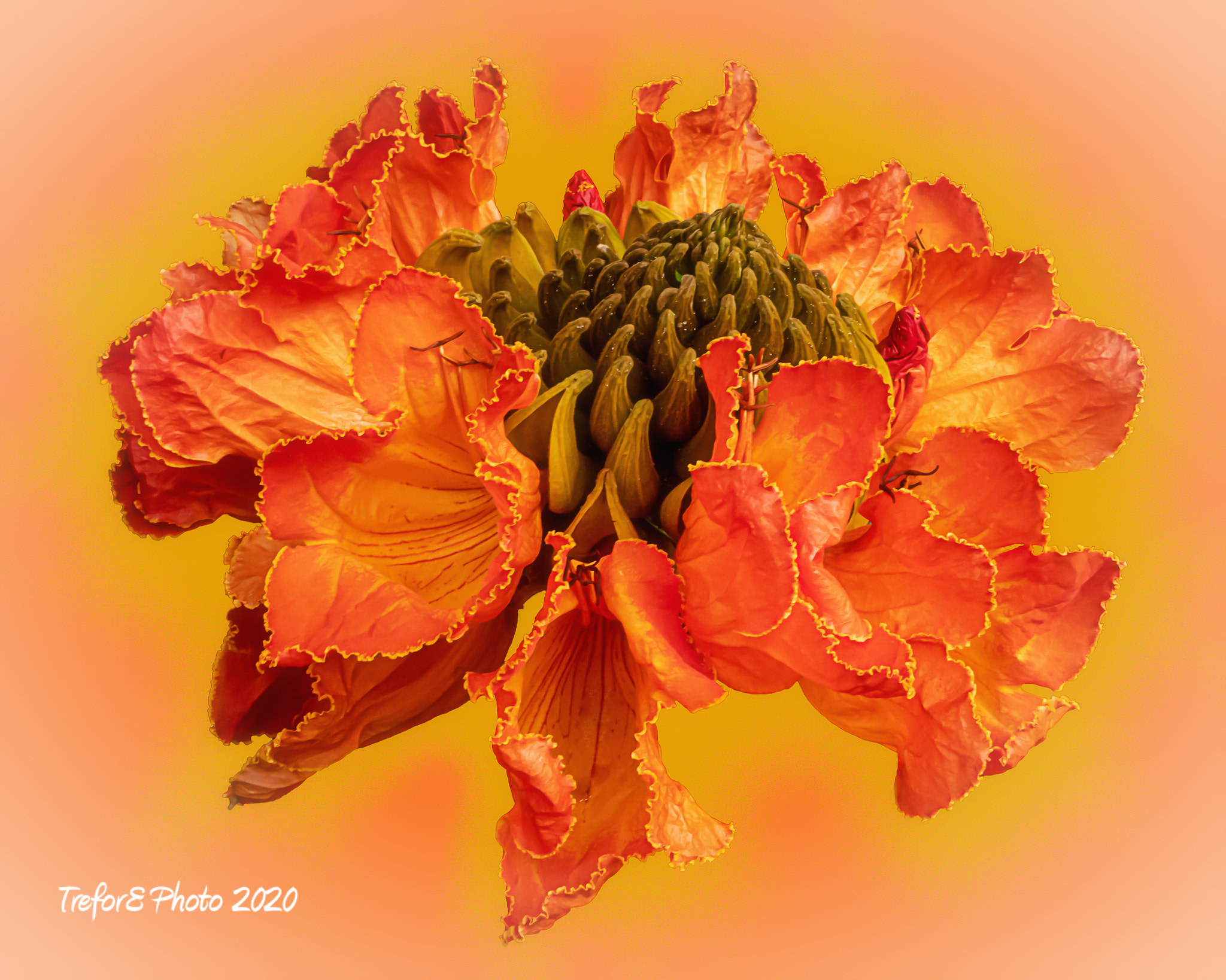 African Tulip Tree (Liriodendron tulipifera) 20_02 by Trefor Ellacott