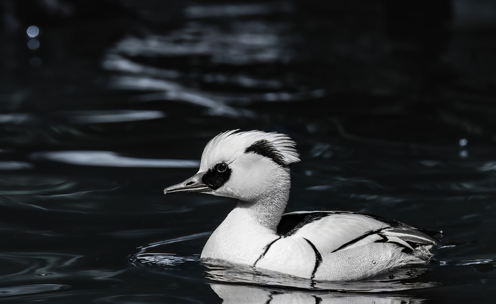 The smew- pictures of beautiful ducks