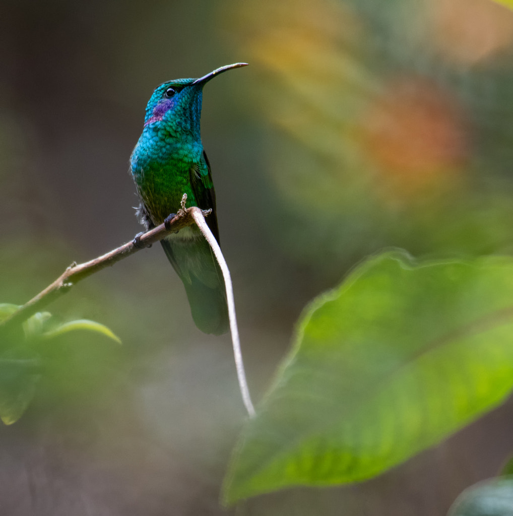 Lesser Violetear (Colibri cyanotus) by Werner Lippert / 500px