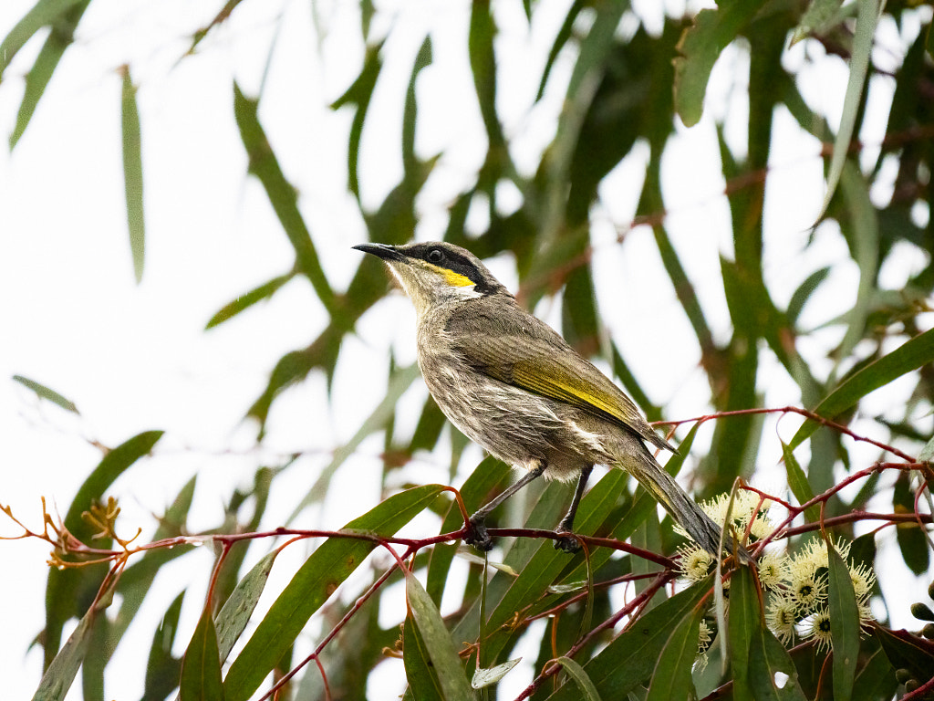Koolbort by Paul Amyes on 500px.com
