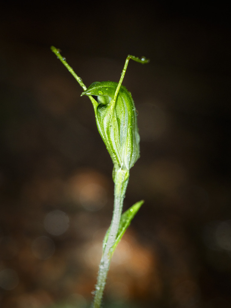 Hairy Stemmed Snail Orchid by Paul Amyes on 500px.com