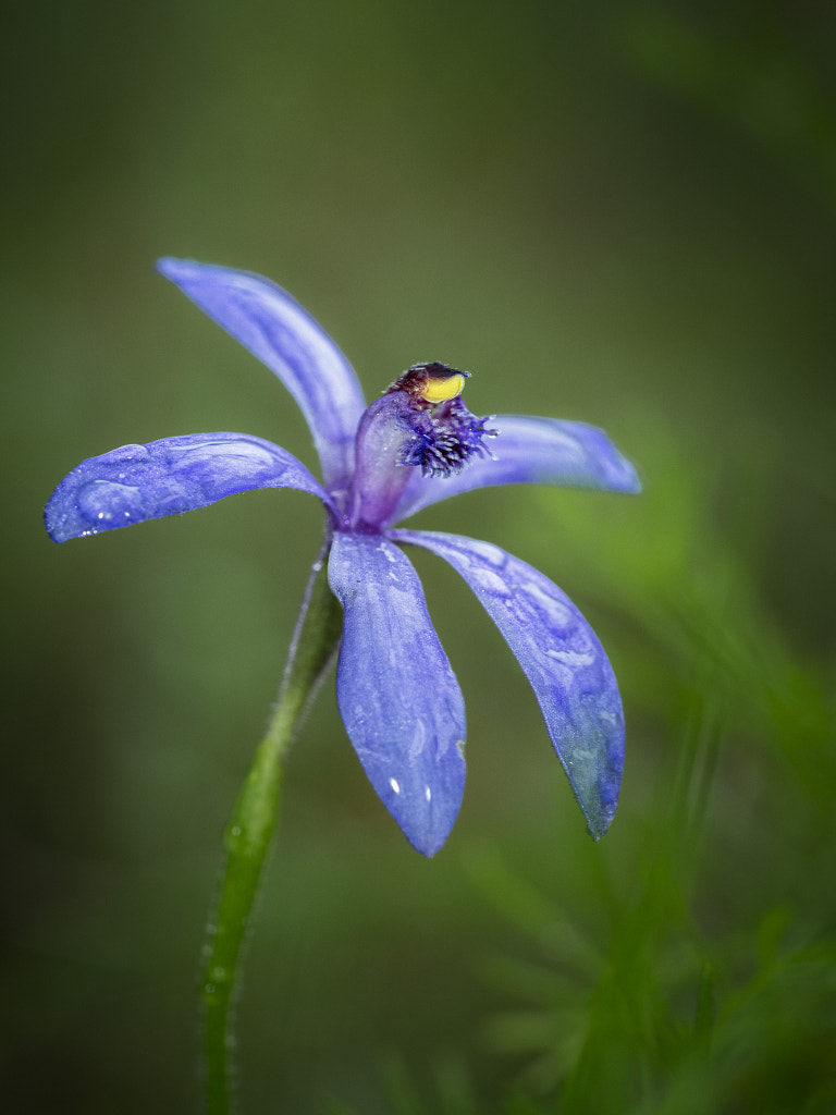 Blue Fairy Orchid by Paul Amyes on 500px.com