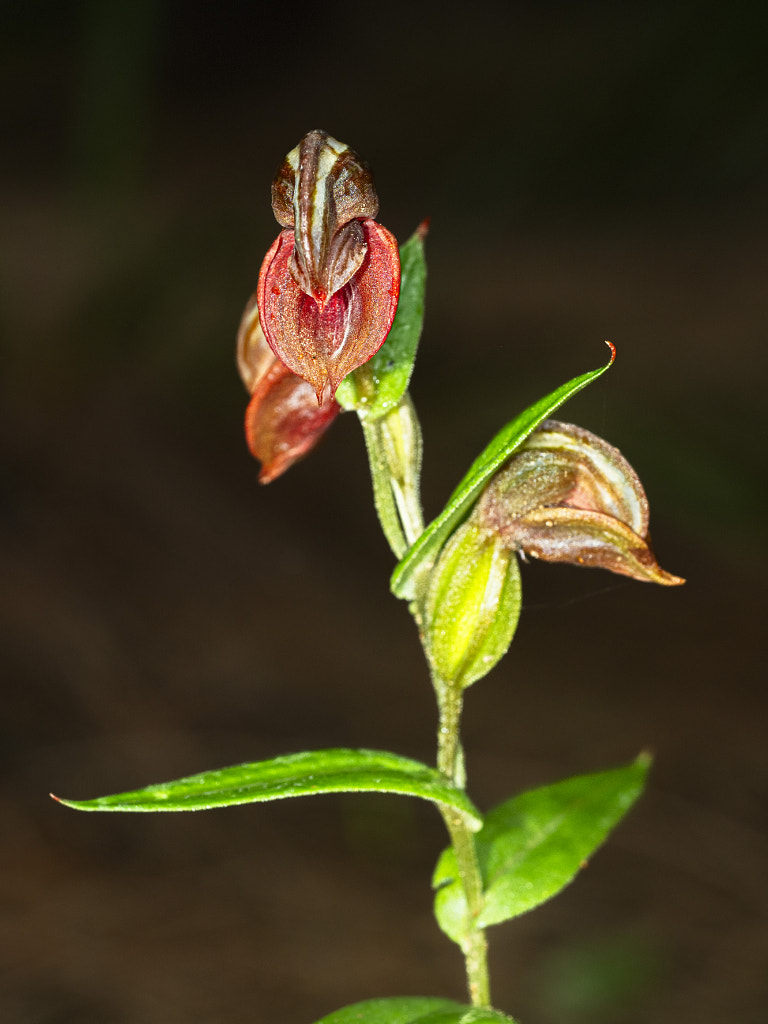 Dark Banded Greenhood by Paul Amyes on 500px.com