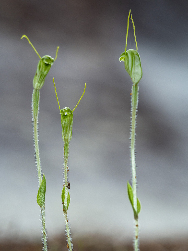 Hairy Stemmed Snail Orchid by Paul Amyes on 500px.com