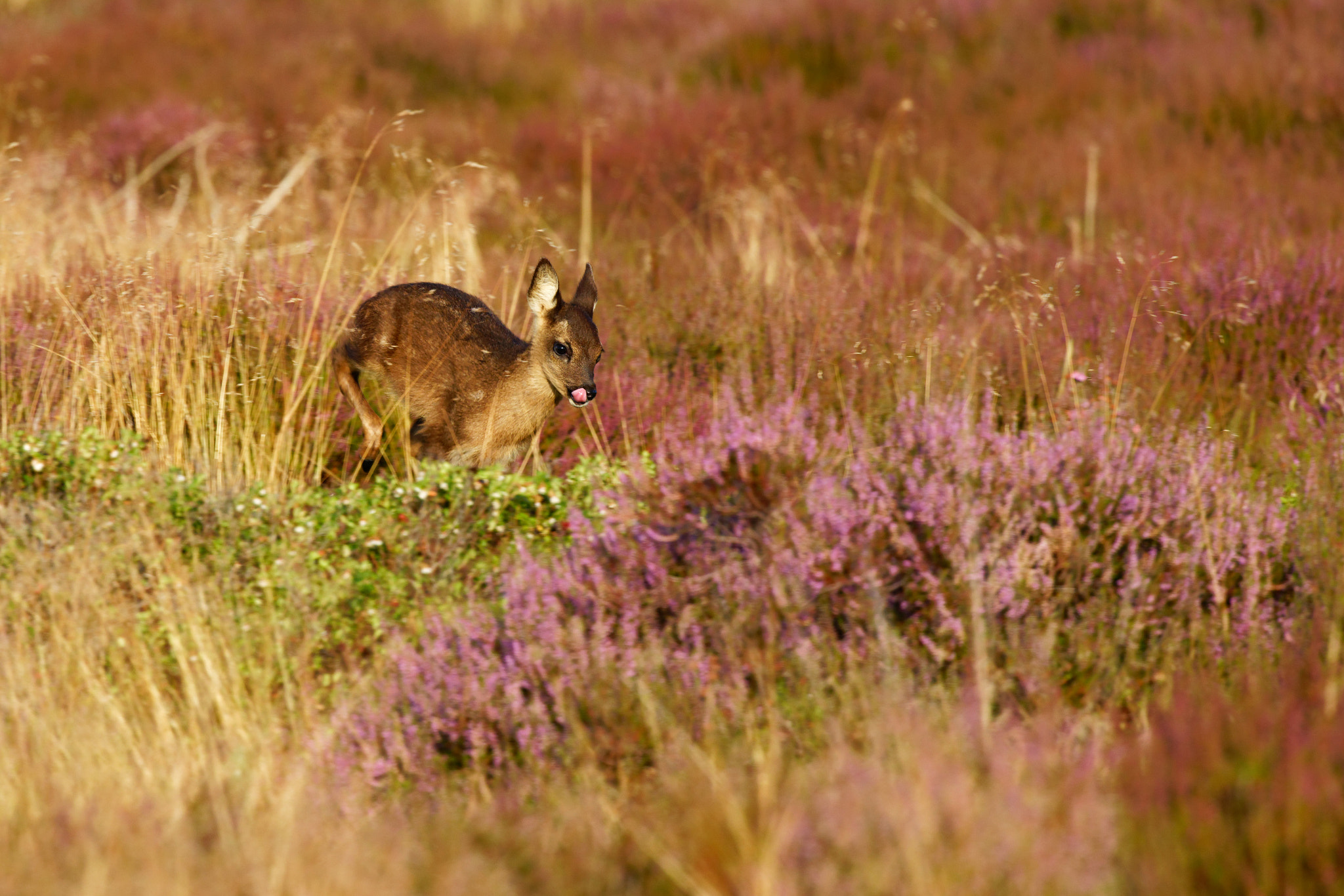Young Roe deer, having fun
