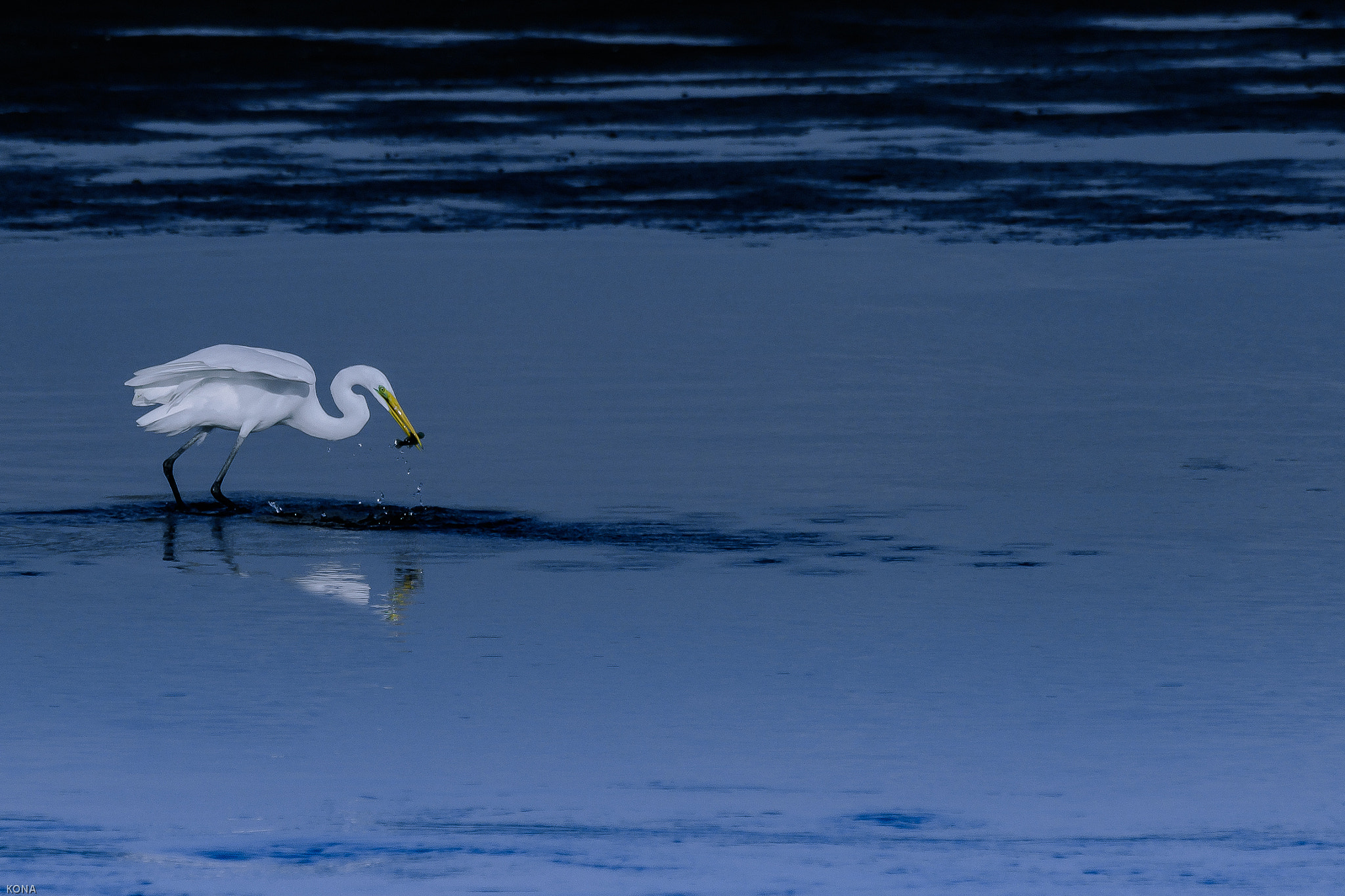 Nikon AF-S Nikkor 400mm F2.8G ED VR II sample photo. Sagi photography