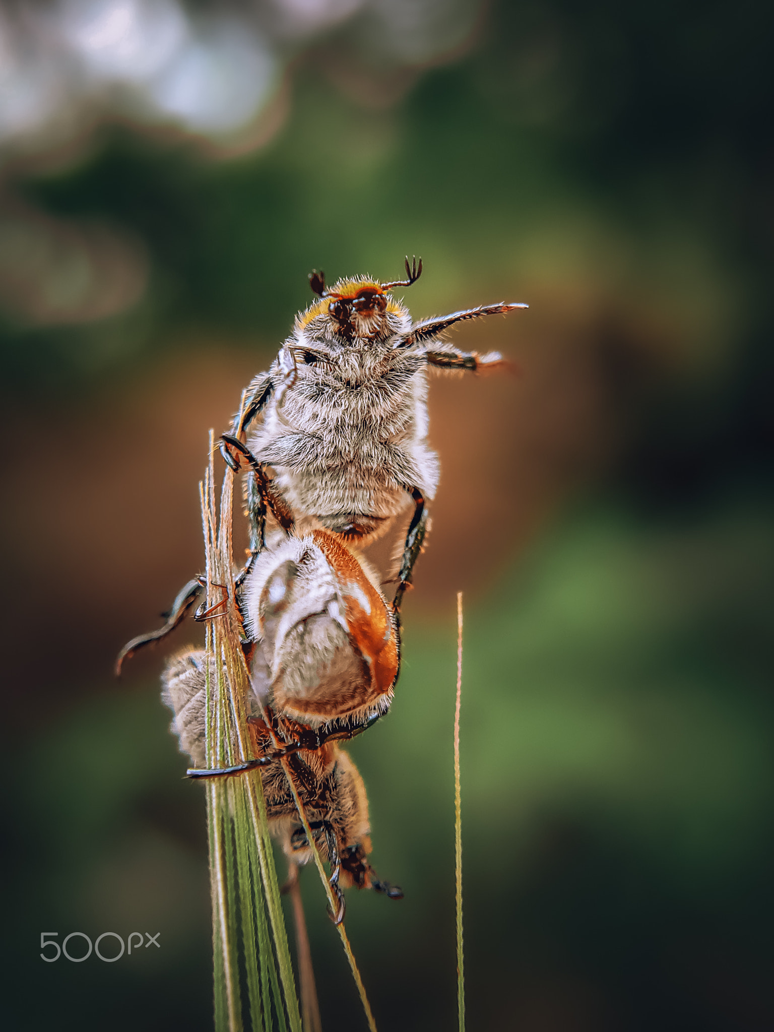 Beetles acrobats #3