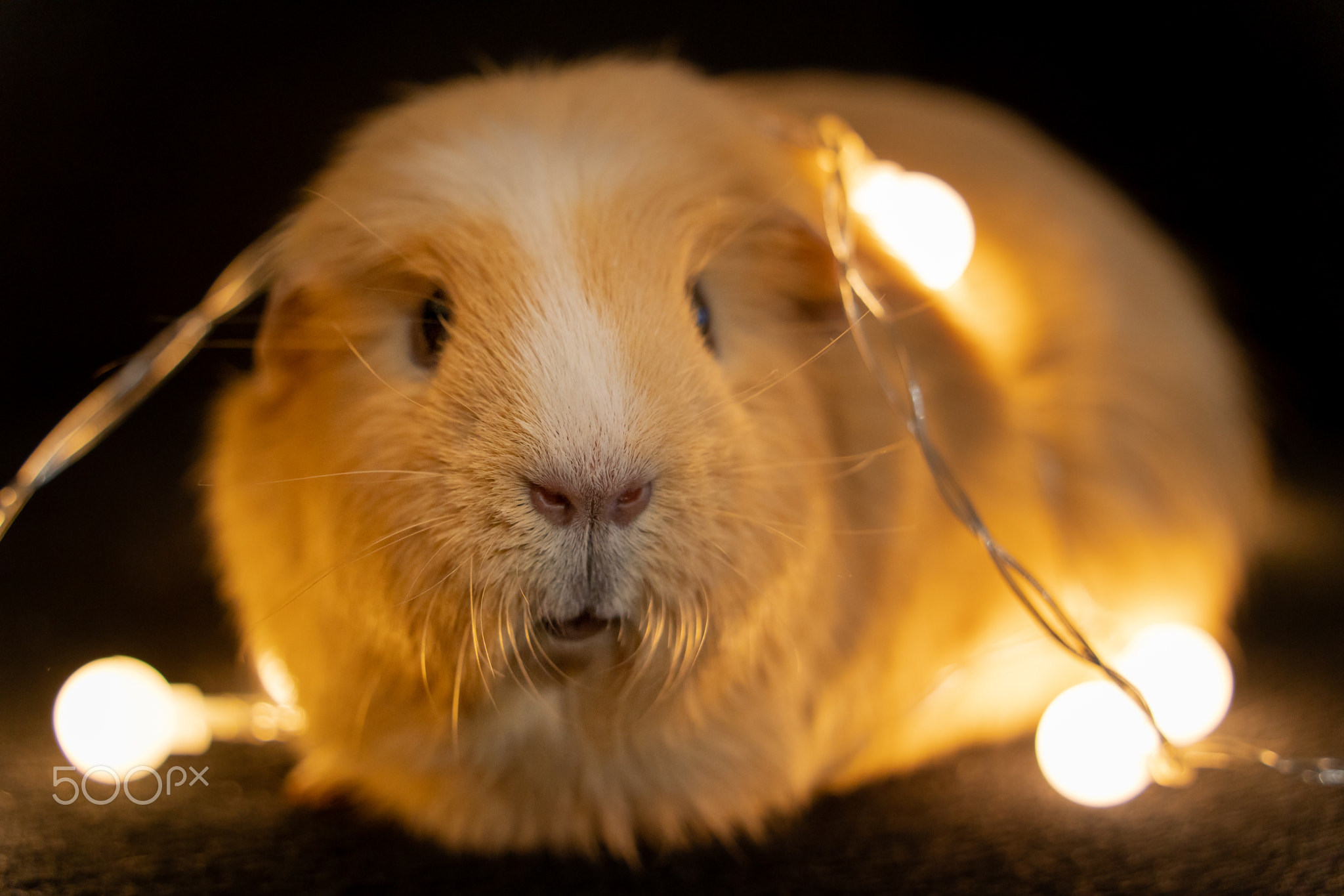 Cute Guinea Pig on sofa with light / 荷兰猪