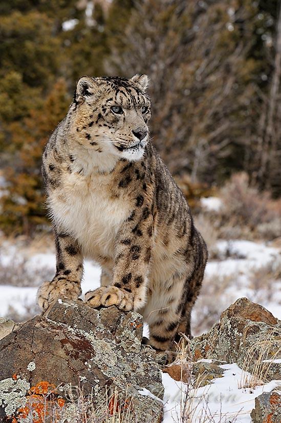 Animals of Montana Winter tour 2012 by Don Johnston / 500px