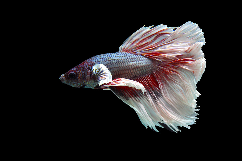 Red and white fancy Betta fish on black by Benyamin Adiwinata / 500px