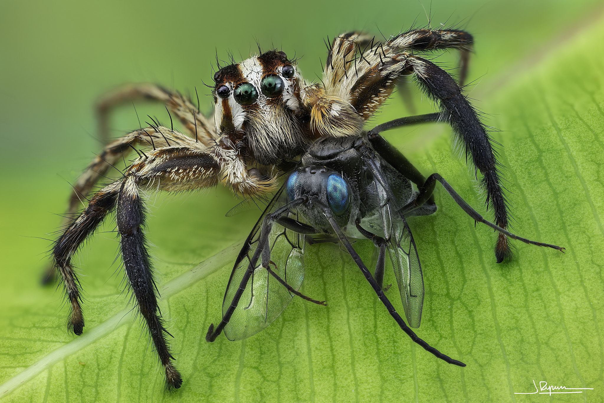Saltarina y Evania appendigaster by Javier Rupérez / 500px