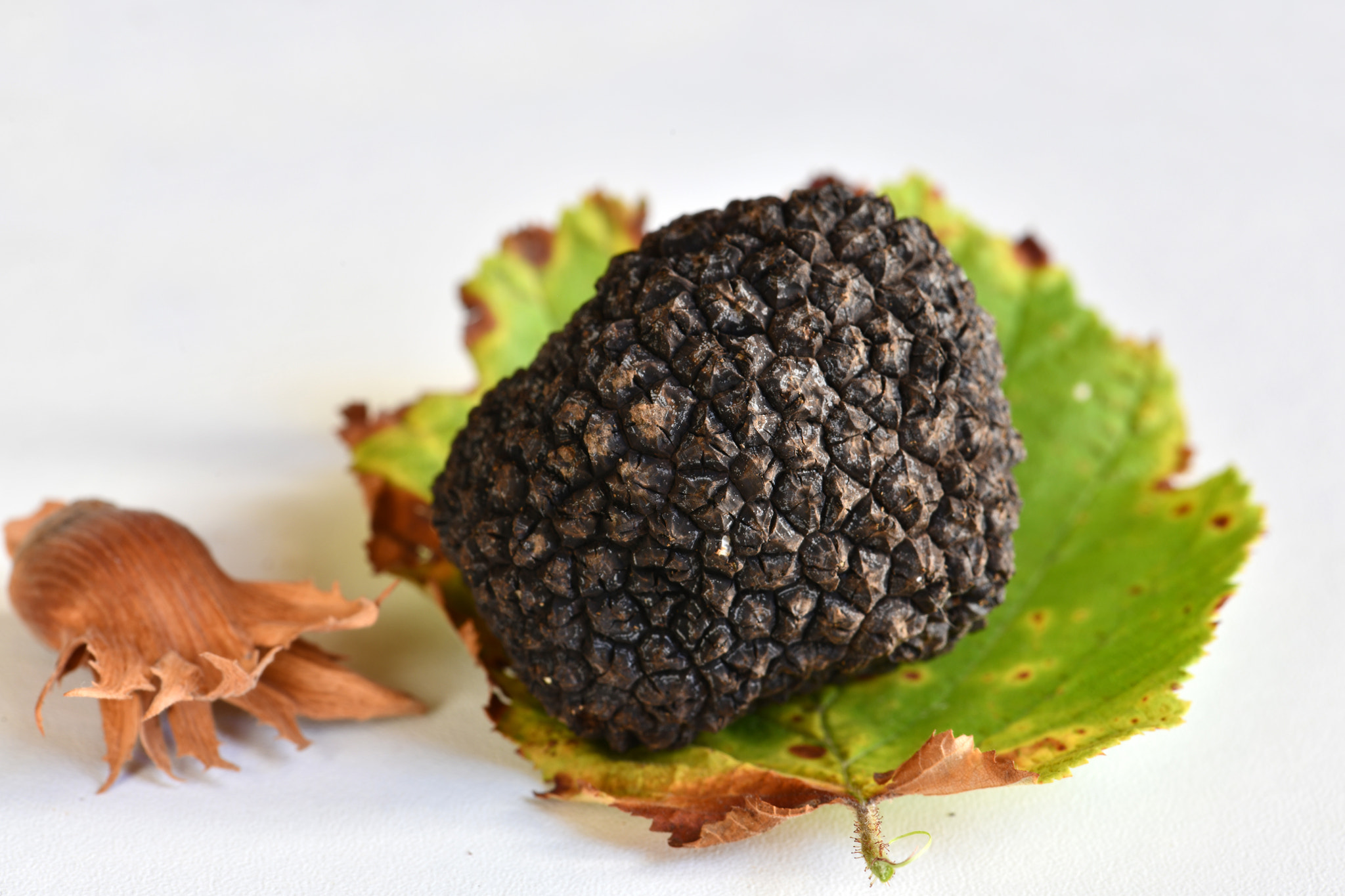 Truffe du Périgord / Perigord truffle