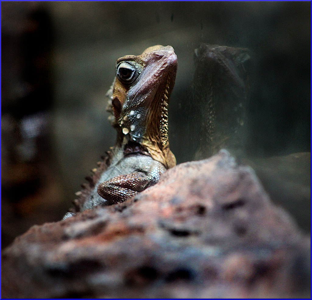 Lizard Reflection by Justin B. on 500px.com