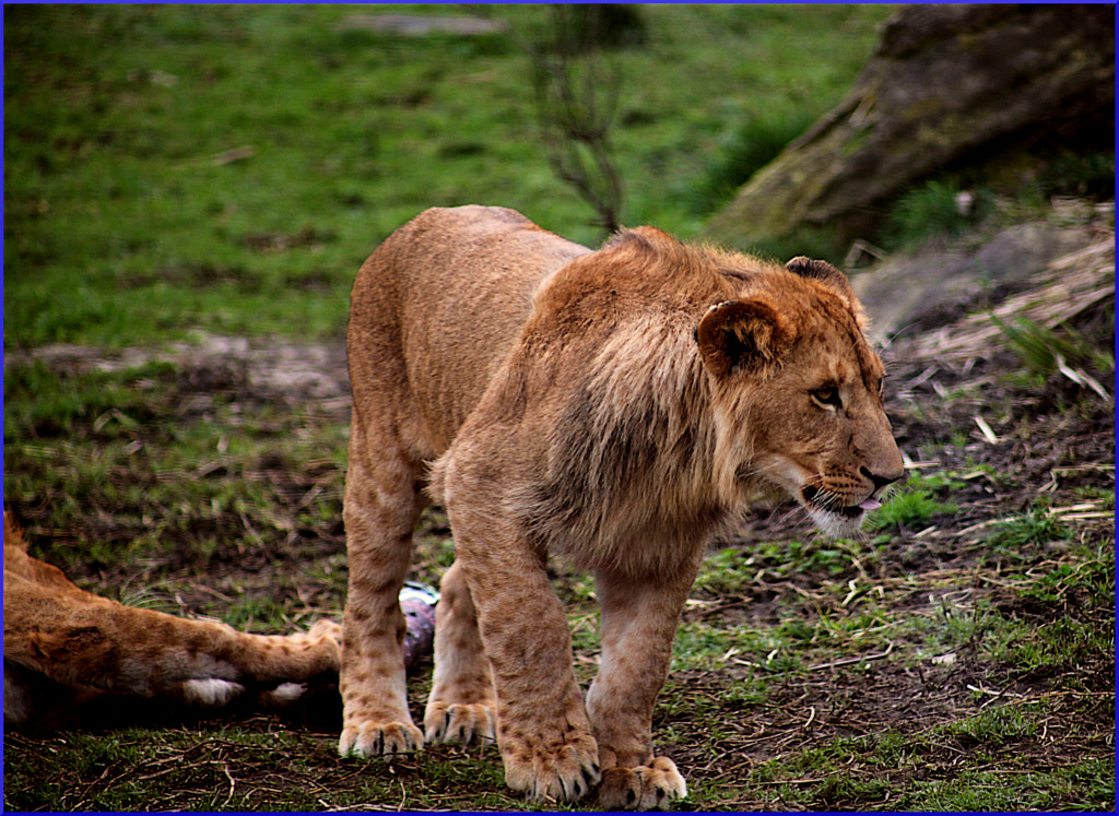 Little Lion Man by Justin B. on 500px.com