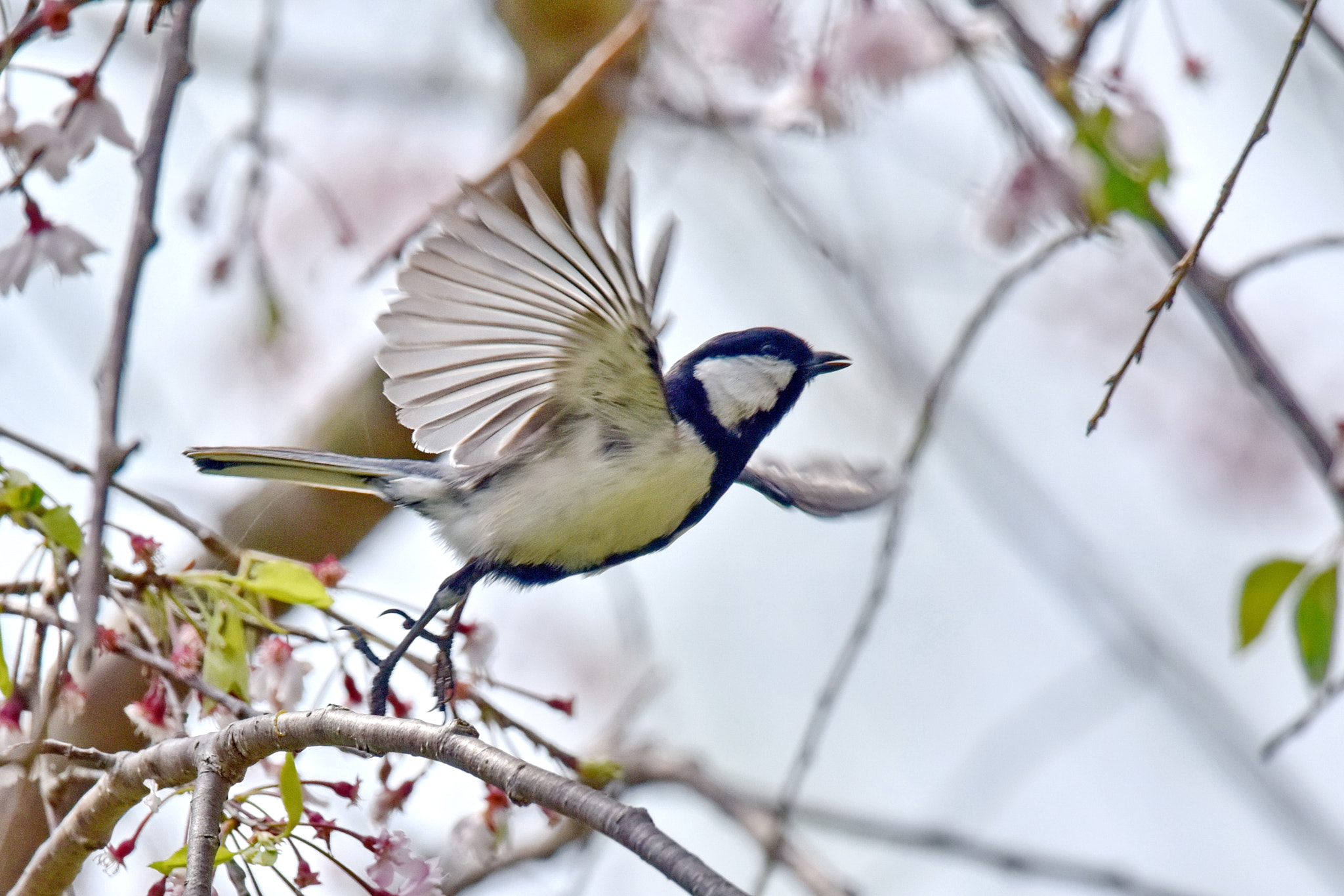 Nikon Nikkor AF-S 300mm F4E PF ED VR sample photo. Jump out tits photography