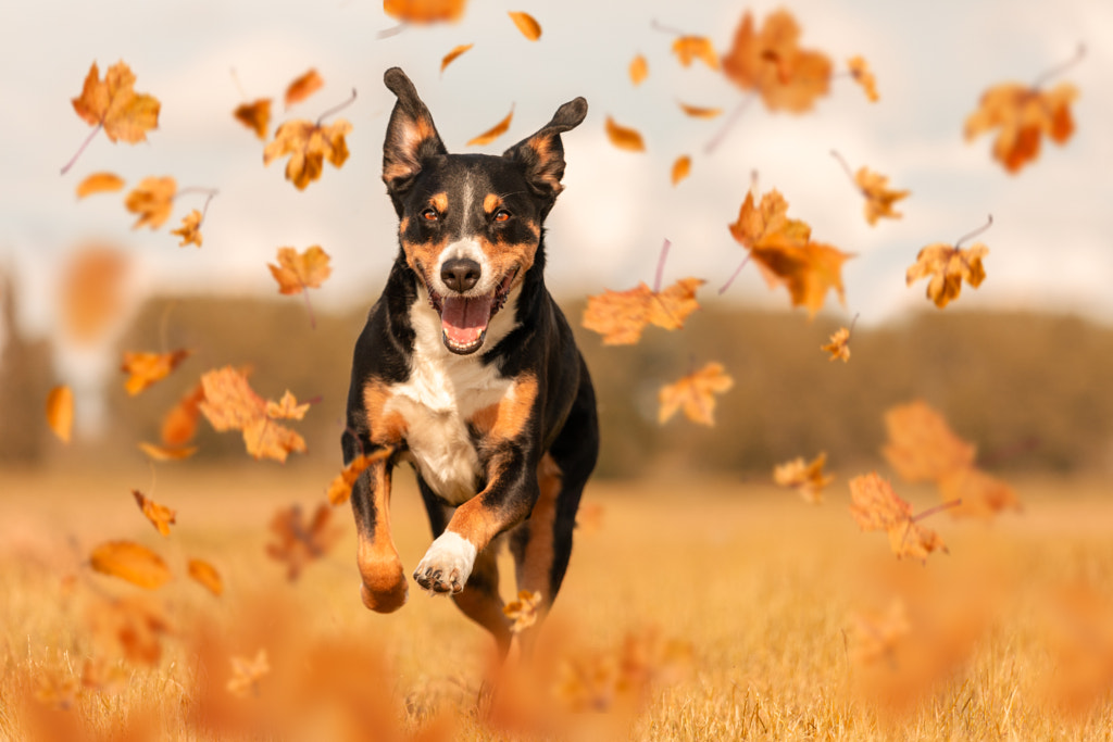 Appenzeller Sennenhund jumping in autumn leaves by Vincent Scherer on 500px.com