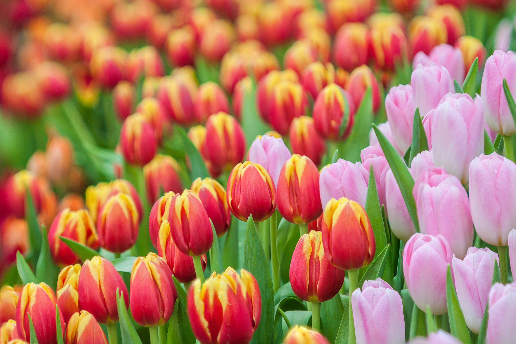 Fresh colorful tulip by Ittichai Anusarn / 500px