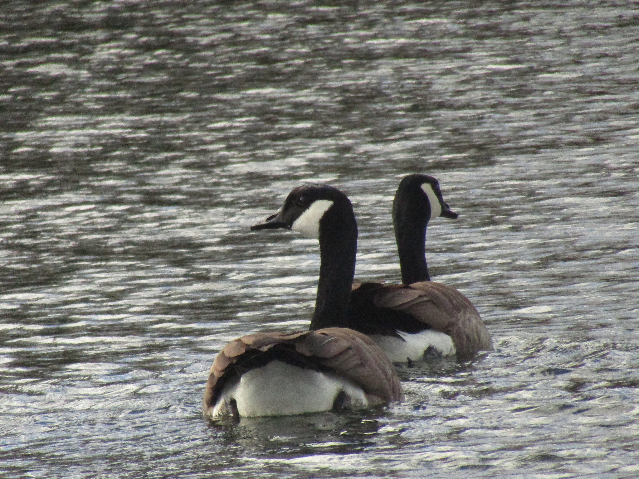A couple of Canada geese