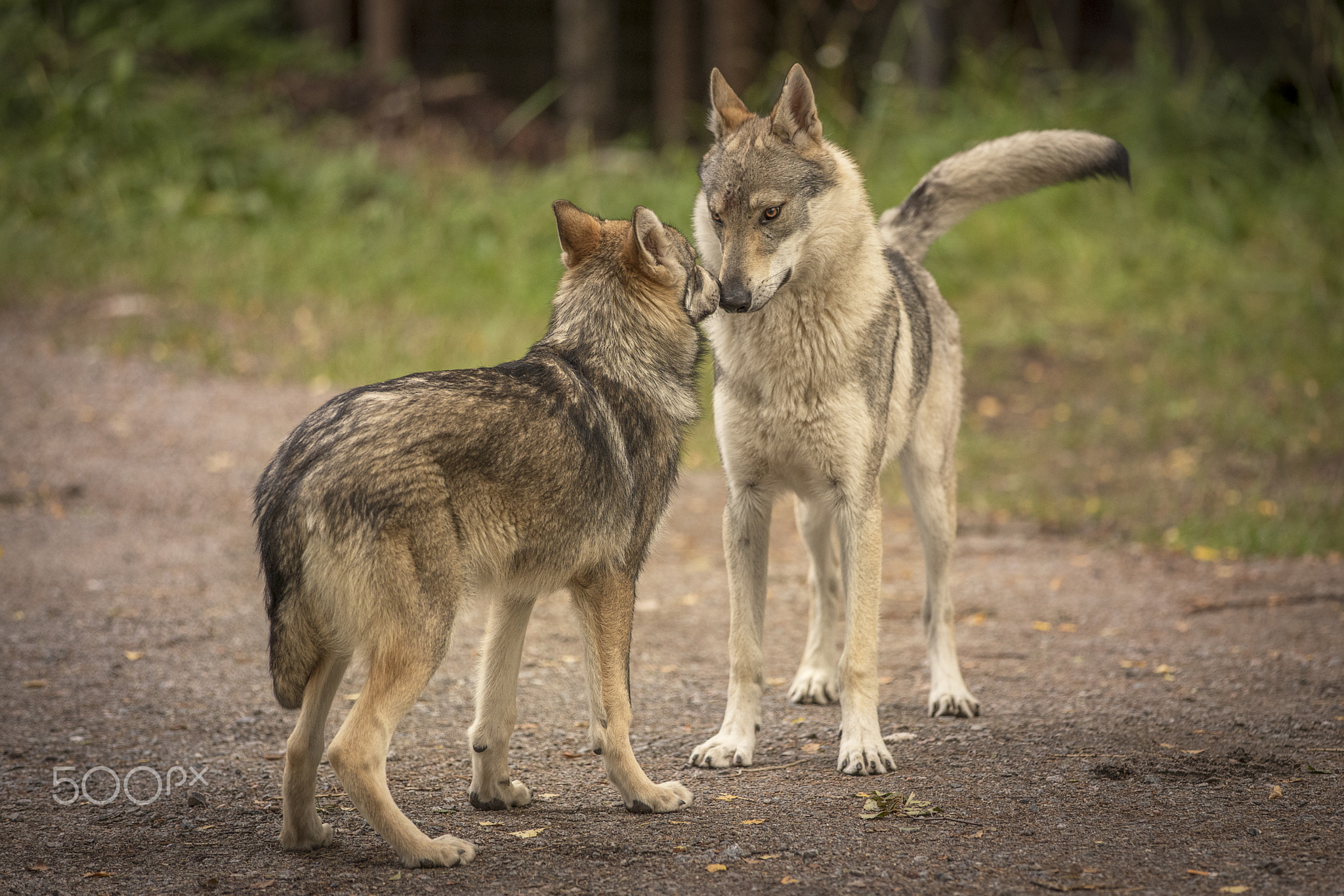 Wolfdogs having discussion if it is OK to bite the tail while playing