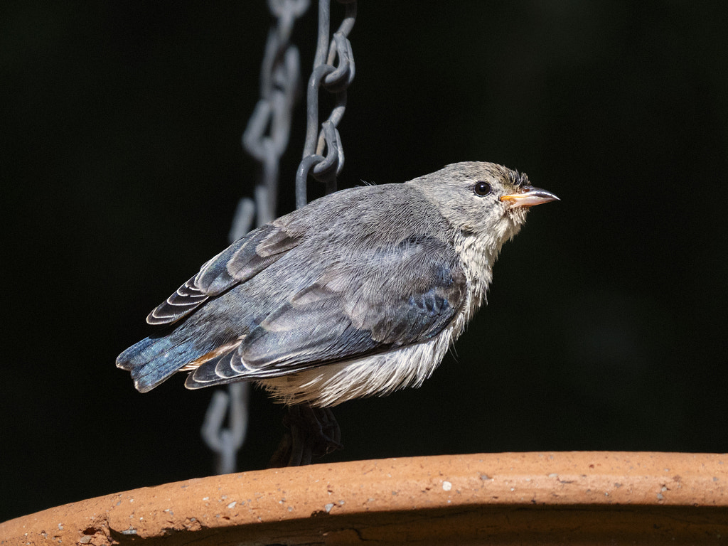 Minnijit by Paul Amyes on 500px.com