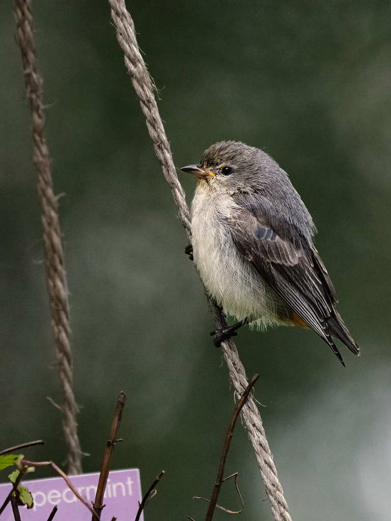 Minnijit by Paul Amyes on 500px.com