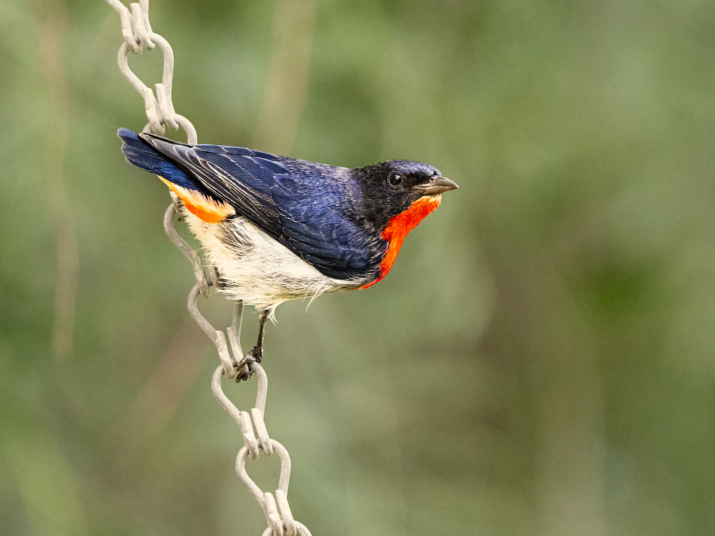 Minnijit by Paul Amyes on 500px.com