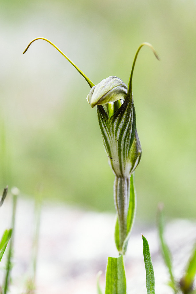 Green-veined Shell Orchid by Paul Amyes on 500px.com
