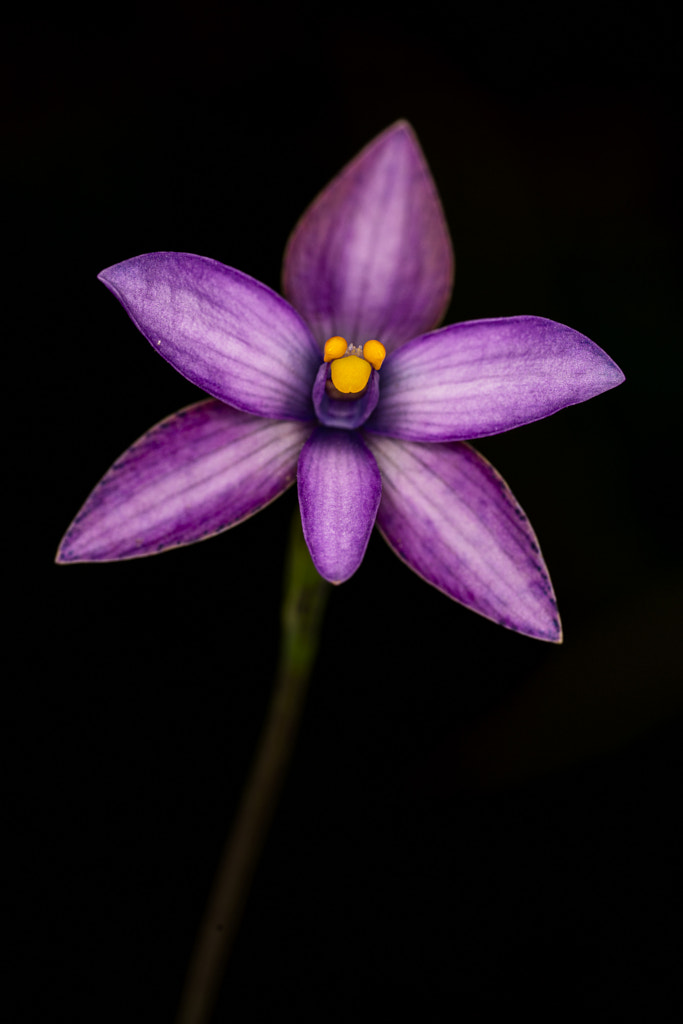 Curly Locks by Paul Amyes on 500px.com