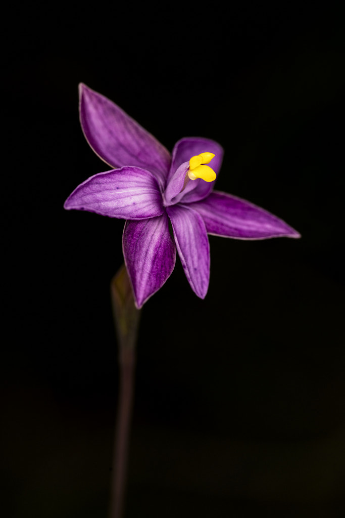 Curly Locks by Paul Amyes on 500px.com