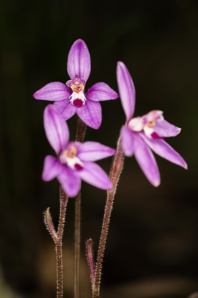 Little Pink Fairy Orchid by Paul Amyes on 500px.com