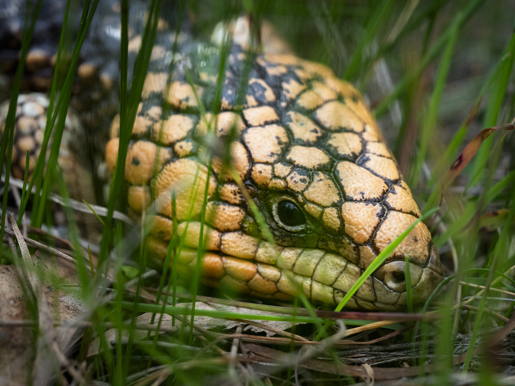Bobtailed Lizard by Paul Amyes on 500px.com