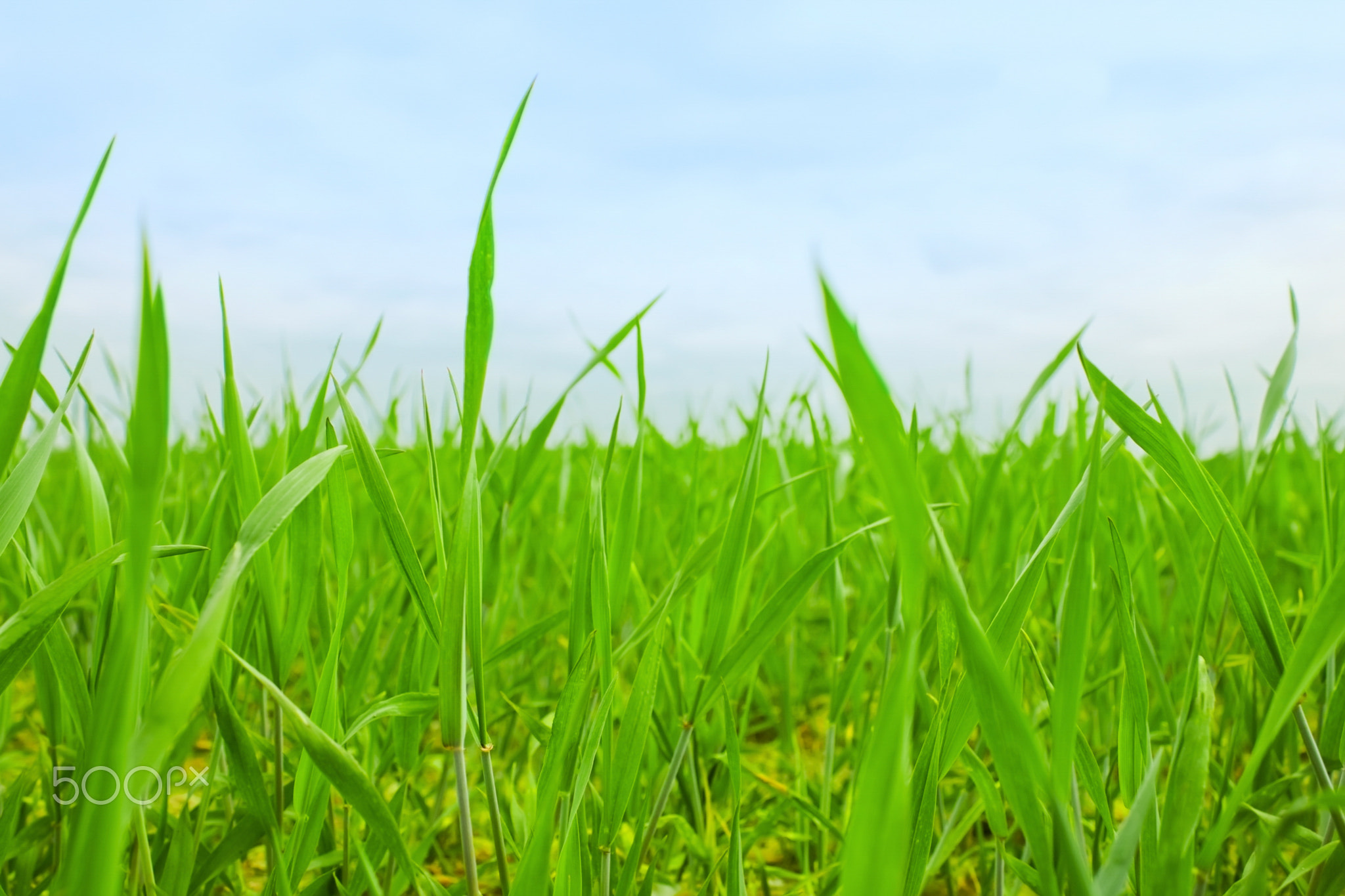 grass on backyard lawn - house, home and gardening concept